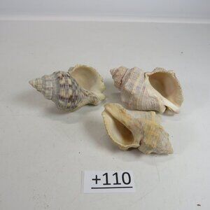 Peach Colored REAL Sea Shells about 3" long personally gathered